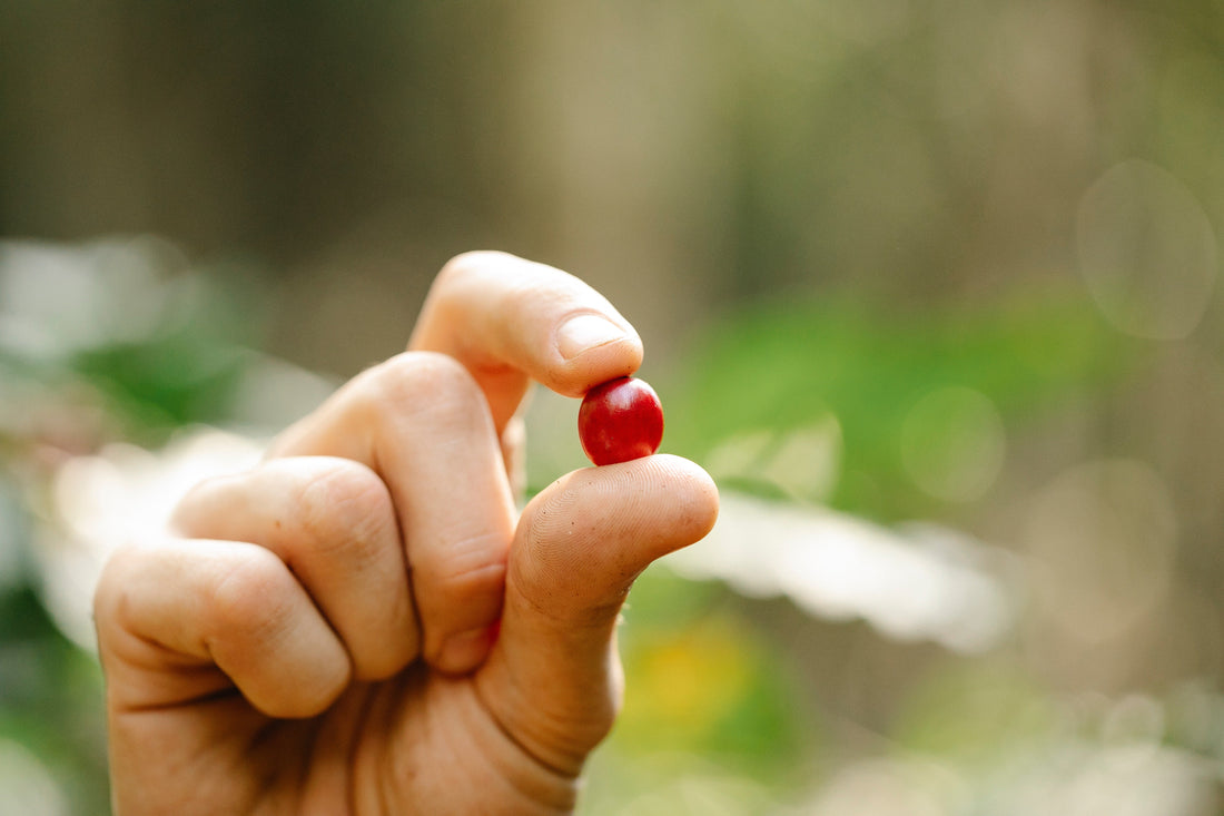 What Is Single Origin Coffee? Why It Tastes Better and Matters More