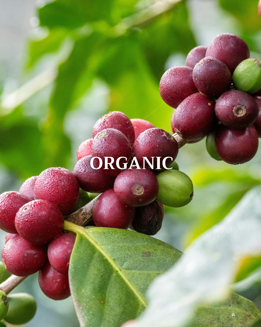 Organic Coffee – Happily Coffee