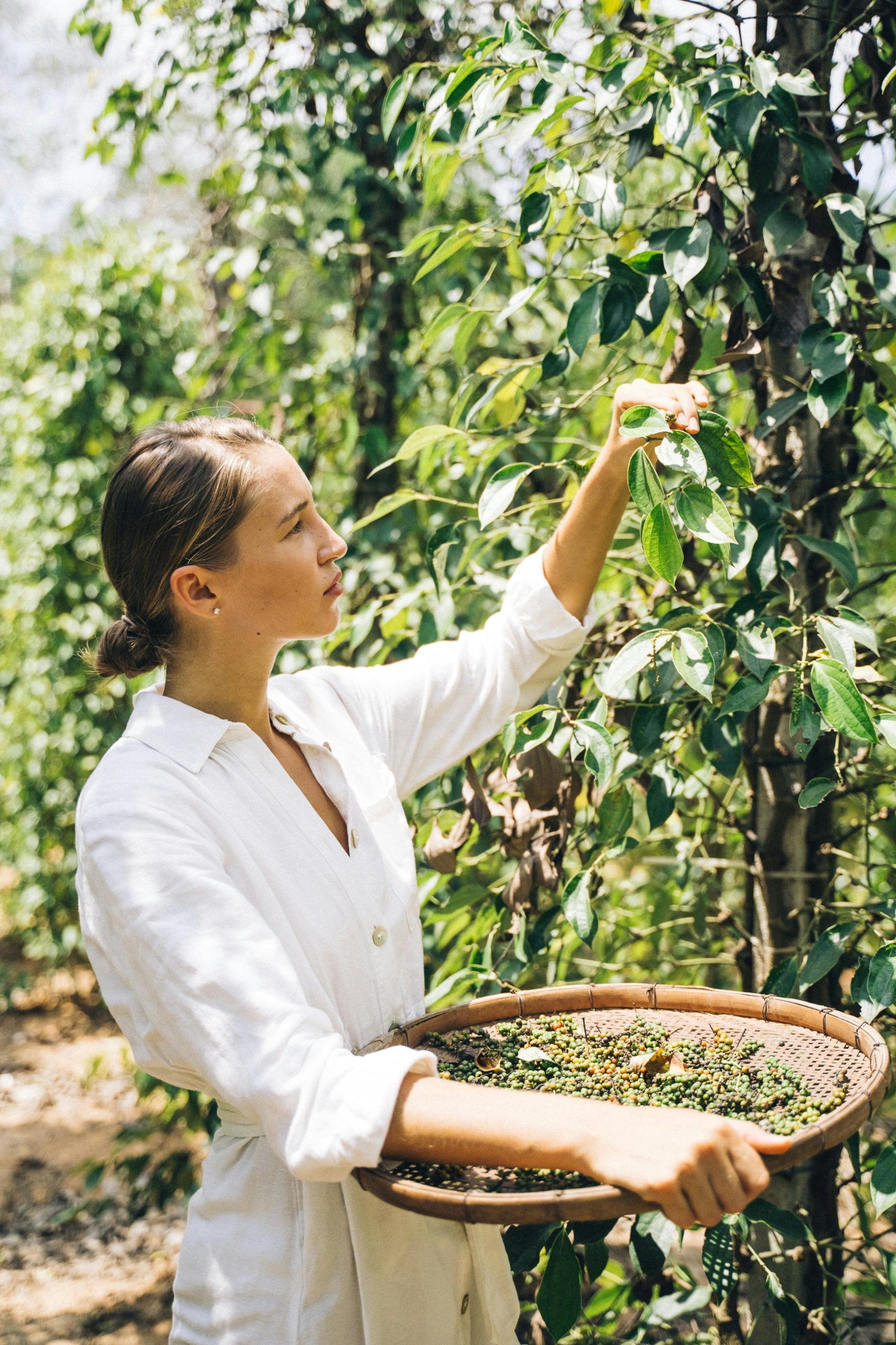 Woman in a white shirt harvesting coffee beans from a tree